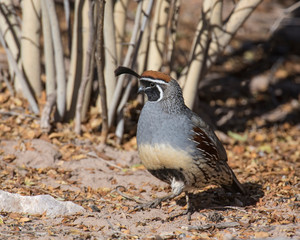 Male Gambel's Quail at Bosque Del Apache National Wildlife Refuge