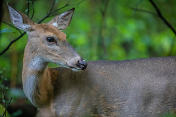 deer in the forest