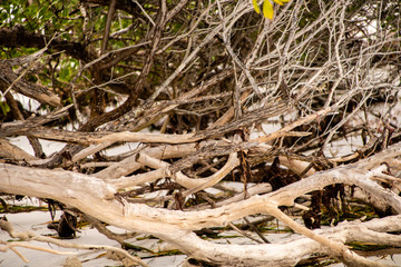 Driftwood on the Beach