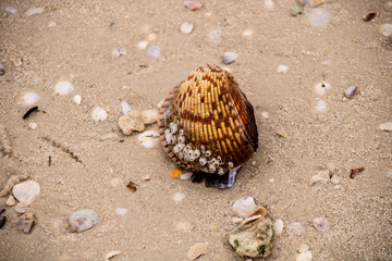 Seashell on the beach