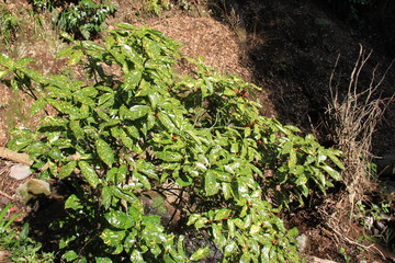 艶々と光沢のある斑入りのアオキ