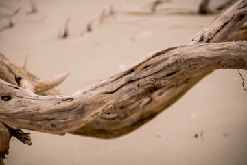 Driftwood on the Beach