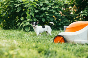 the little dog Chihuahua playing outside on the grass spring backyard near lawn mower . Selective focus bokeh background