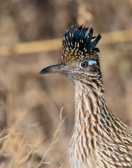 Roadrunner