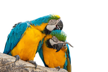 Close up Two Blue and Gold Macaw Perched on Branch Isolated on White Background with Clipping Path