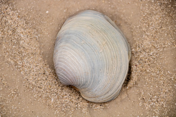 Seashell on the beach
