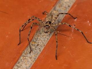 Very large brown arachnid commonly know as a Giant Crab Spider. Its scientific name is Heteropoda venatoria.