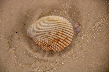 Seashell on the beach