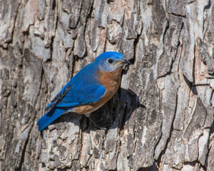 Male Eastern Bluebird on a perch
