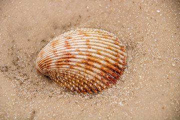 Seashell on the beach