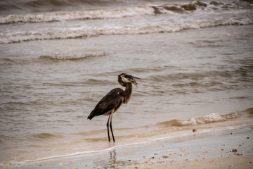 Great blue heron with breakfast