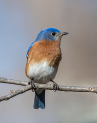 Obraz premium Male Eastern Bluebird on a perch