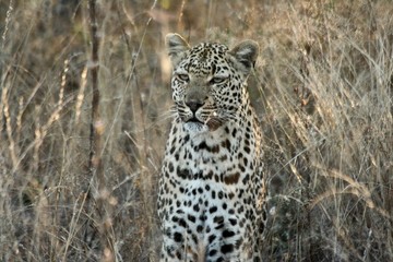 leopard