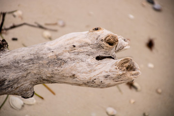 Driftwood on the Beach