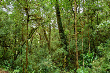 Regenwald in Costa Rica