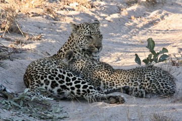 mother leopard