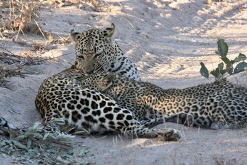 mother leopard