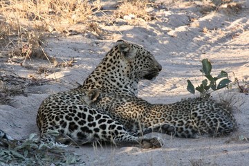 mother leopard