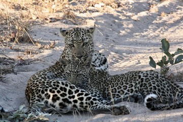 mother leopard