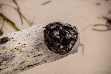 Driftwood on the Beach