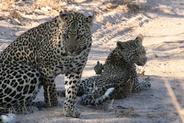leopard