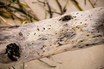 Driftwood on the Beach