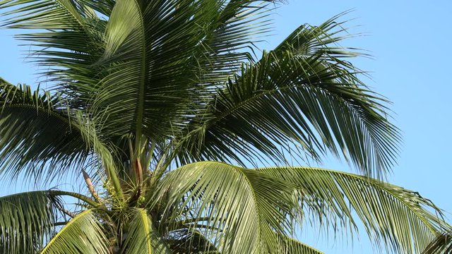 leaf palm, green leaves coconut tree pattern with blue sky 