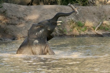 elephant
