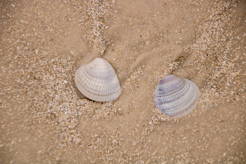 Seashell on the beach