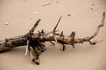 Driftwood on the Beach