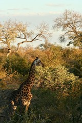 giraffe