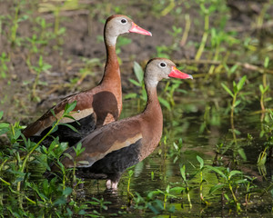 A pair of Black-bellied Whistling Ducks