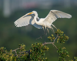 Great White Egret in flight