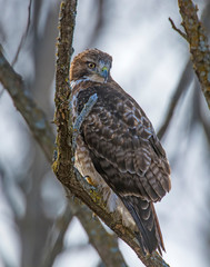 Red-tailed Hawk perched in a tree