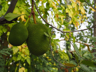 The jackfruits on tree background.