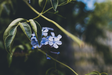 close-up of blue Plumbago auriculata plant outdoor