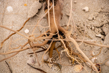 Driftwood on the Beach