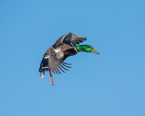 Mallard Drake in flight