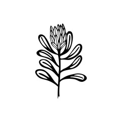 Hand drawn flower Protea on a white isolated background. Simple outline illustration.