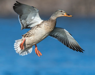 Mallard Hen in flight
