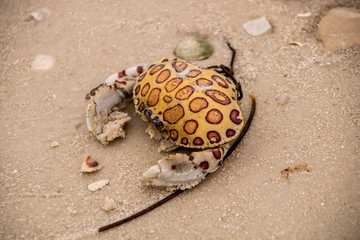 Spotted crab