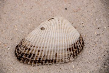Seashell on the beach