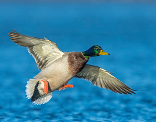 Obraz premium Mallard Drake in flight