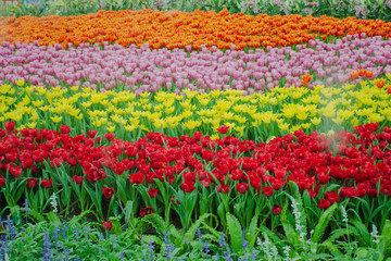 Beautiful tulips in the blooming scene