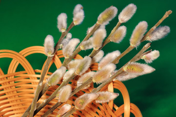 Willow twigs that started to bloom in a basket on a green background © I_n_g_r_i_t