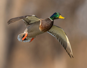 Obraz premium Mallard Drake in flight