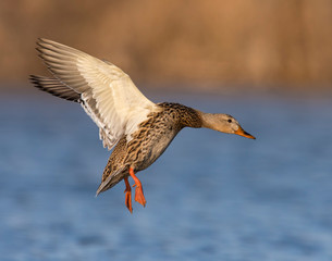 Mallard Hen in flight