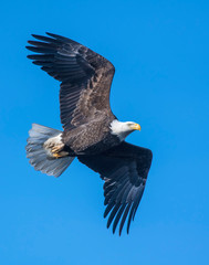 Bald Eagle in flight at Grand Lake, Oklahoma