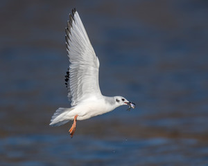 Fototapeta na wymiar Bonaparte's Gull in flight with a fish