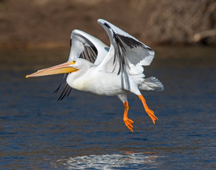 American White Pelican in flight at Grand Lake, Oklahoma © David McGowen